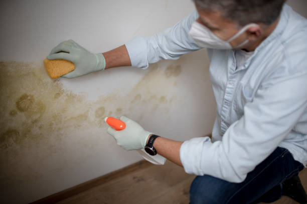 Mount Pleasant, PA Mold Inspection, Removal & Remediation Company